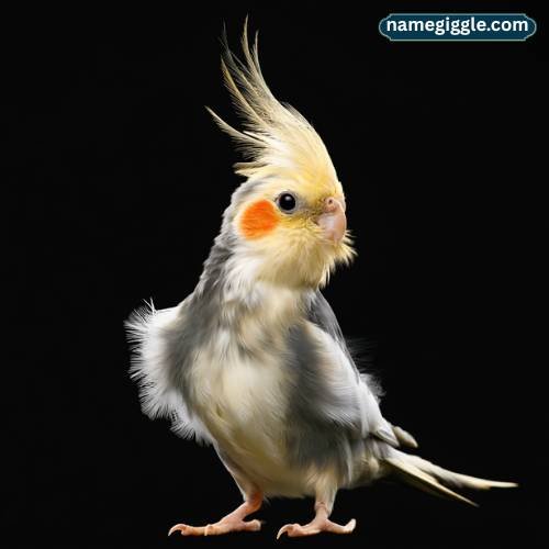 Funny Cockatiel Names
