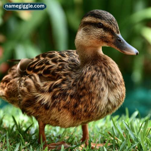 Funny Female Duck Names