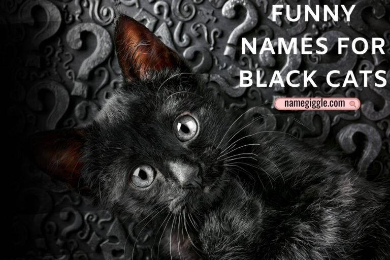 funny names for black cats